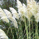 3 Pampas Grass Plants Live for Planting, White Pampas Grass Live Plant Ornamental Garden Indoor Outdoor