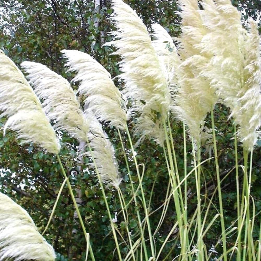 3 Pampas Grass Plants Live for Planting, White Pampas Grass Live Plant Ornamental Garden Indoor Outdoor