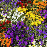 3 Assorted Pansies Plants Live Potted, Pansy Plants Live, 4 to 6 Inc Tall Flower Gardening Indoor Outdoor