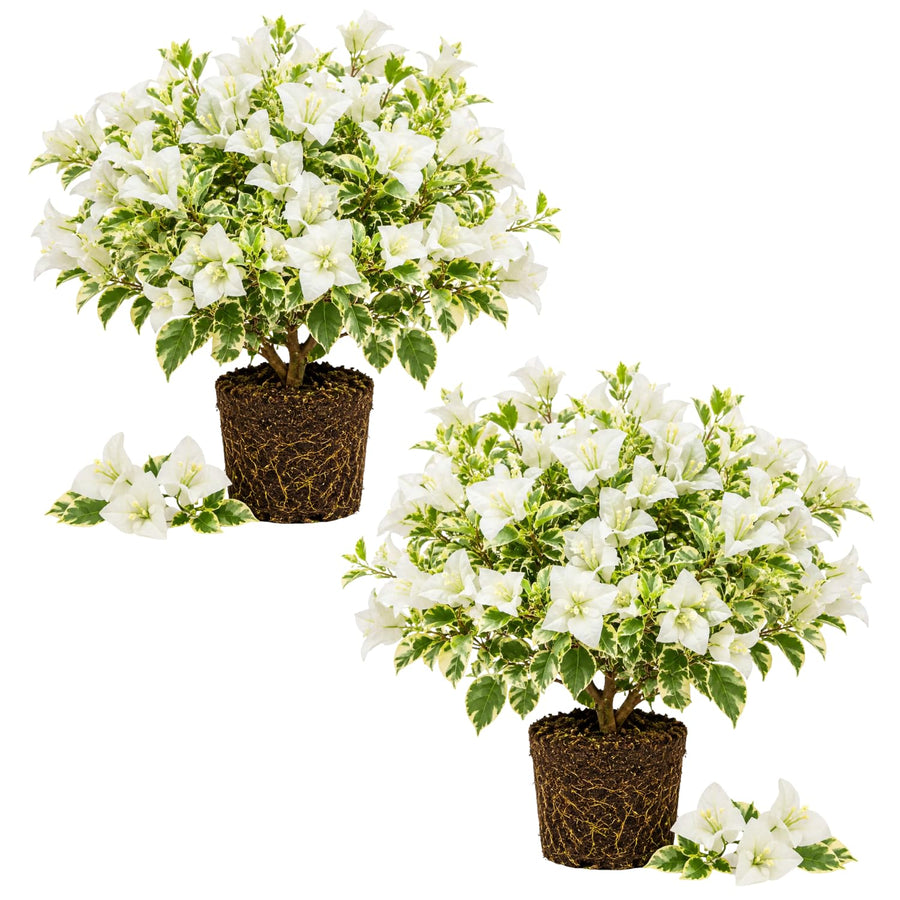 2 Trailing Bougainvillea Plants Live, Hardy Flowering Bougainvillea Plants for Hanging Basket, Container Growing, 4-8 Inches Tall (Coconut Ice)