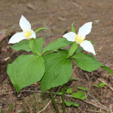 20 White Trillium Bulbs, Trillium Bulbs for Garden, Large Bulbs, Trillium Bulbs Bulk for Garden, Trillium Flower Bulbs, Easy to Plant