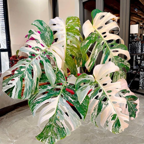 2 Rare Philodendron Live Plants Varieties Collection, Philodendrons Plants Size 5-9 Inc for Indoor Houseplant Décor, Ornamental Tropical Well-Rooted (Monstera Thai Constellation - Very Rare)