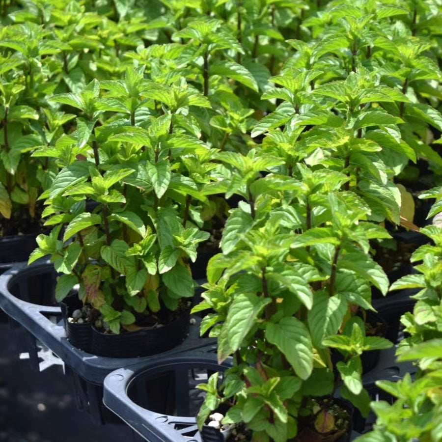 TANKDA Sets 2 Live Mint Plants Herb in 3.5" Pot, Fresh Mojito for Indoor Outdoor Growing, Spring Planting, 5-9" in Tall