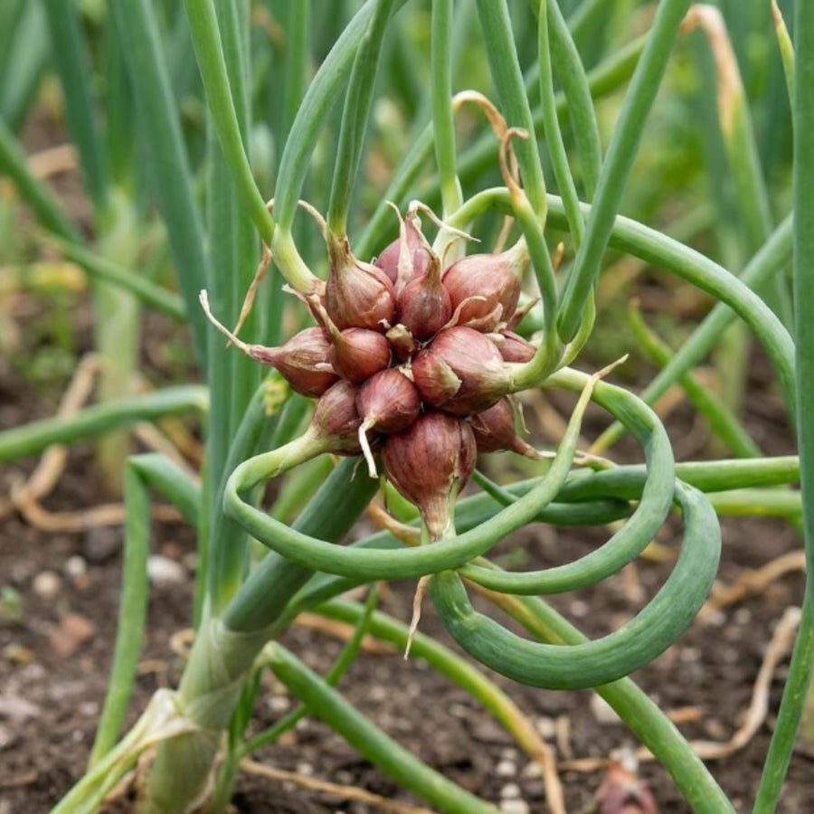 Set of 10 Egyptian Walking Onion Bulbs, Walking Onion Perennial Vegetable