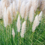 3 Pampas Grass Plants Live for Planting, White Pampas Grass Live Plant Ornamental Garden Indoor Outdoor