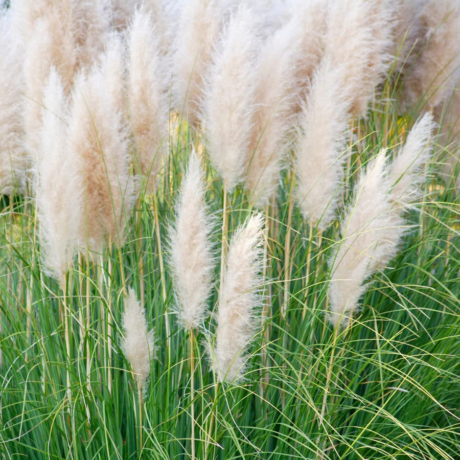 3 Pampas Grass Plants Live for Planting, White Pampas Grass Live Plant Ornamental Garden Indoor Outdoor