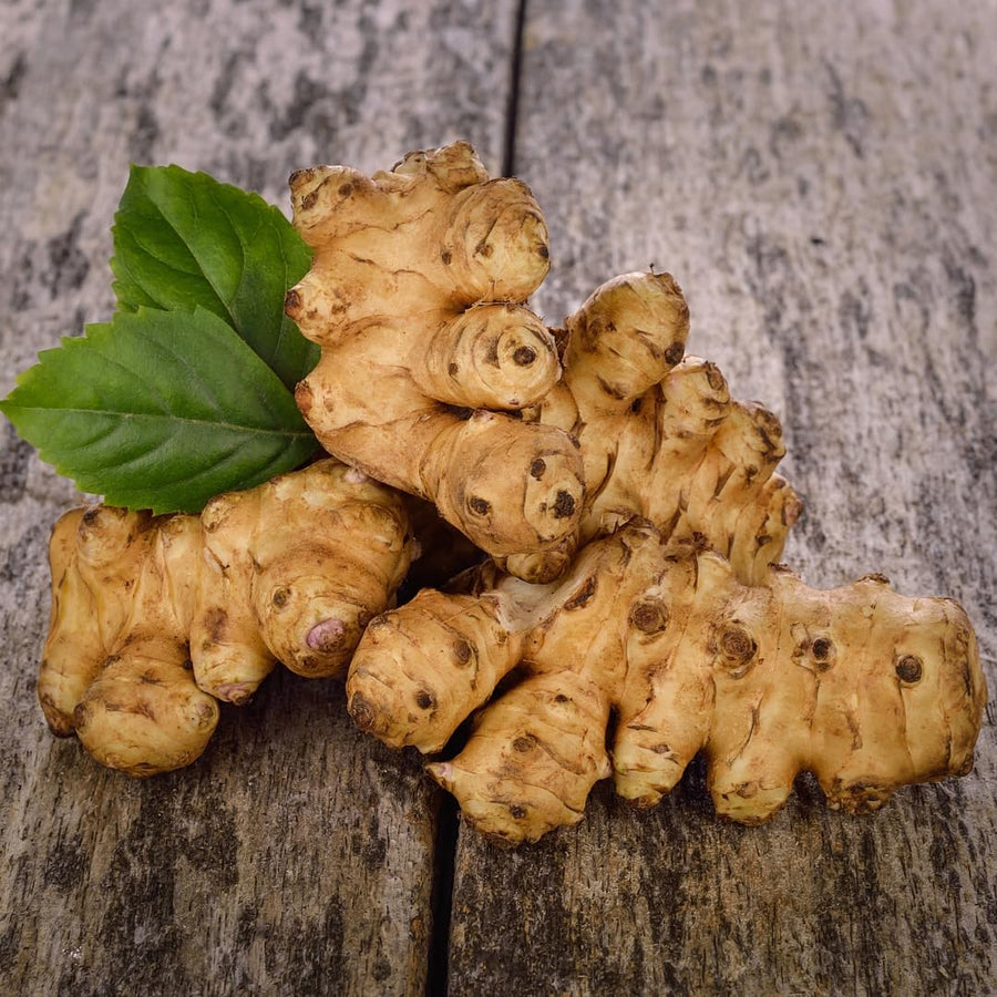 1 LB Jerusalem Artichoke Tubers, Sun Chokes Large Size and Fast-Growing, Sunchoke Jerusalem Artichoke Roots for Growing Home Garden Outdoor Spring