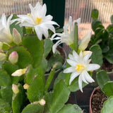 Easter Cactus Plants Live, Easter Cactus - 4 to 6 Inch Tall Houseplant Succulent Cactus Flower Plants, No Pot (White Flowers)