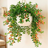 Goldfish Plants Live in 4" Pot from 4-7" Tall, Goldfish Plants Live Houseplants, Orange Flowering Trailing Plant for Indoor Outdoor Houseplant