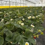 2 Strawberry Plants Live, Sweet Strawberry Fruit Live Plant in 2'' Pot, 4-6 Inc Tall, Outdoor Planting