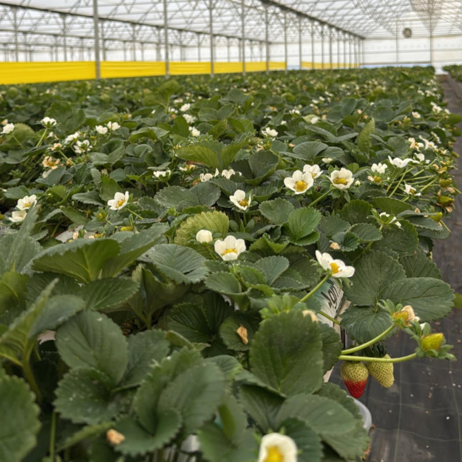 2 Strawberry Plants Live, Sweet Strawberry Fruit Live Plant in 2'' Pot, 4-6 Inc Tall, Outdoor Planting