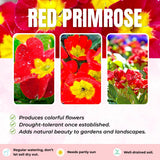 Red Primrose Live Plant, Primrose Flower Plant in 4'' Pot, 4-6'' Tall, Hardy Primrose Flower Plant, Colorful Blooms, Perennial Plants
