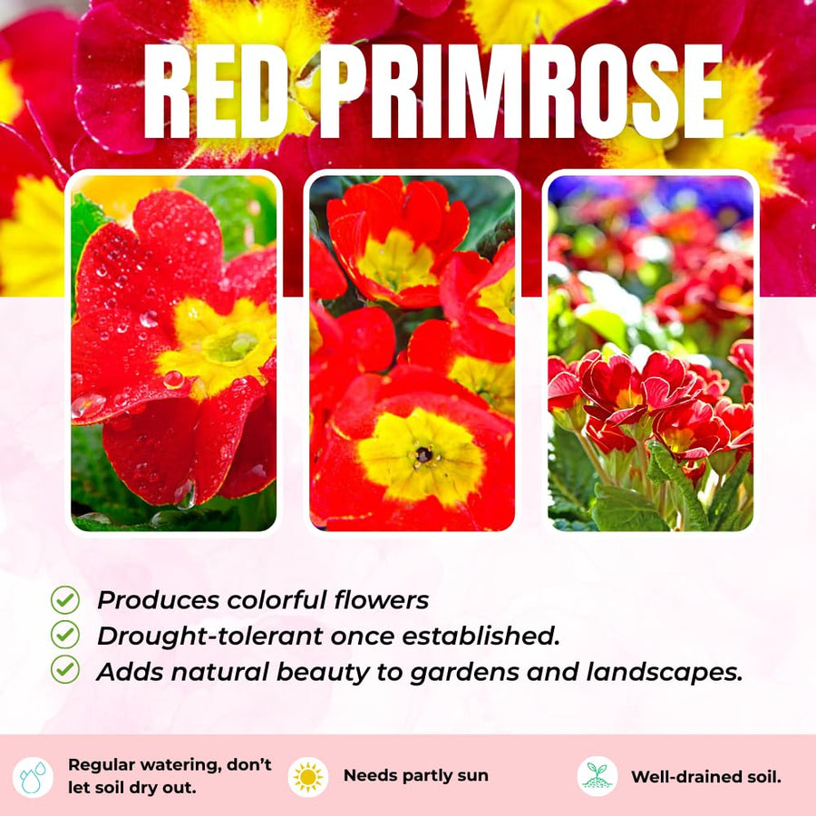 Red Primrose Live Plant, Primrose Flower Plant in 4'' Pot, 4-6'' Tall, Hardy Primrose Flower Plant, Colorful Blooms, Perennial Plants