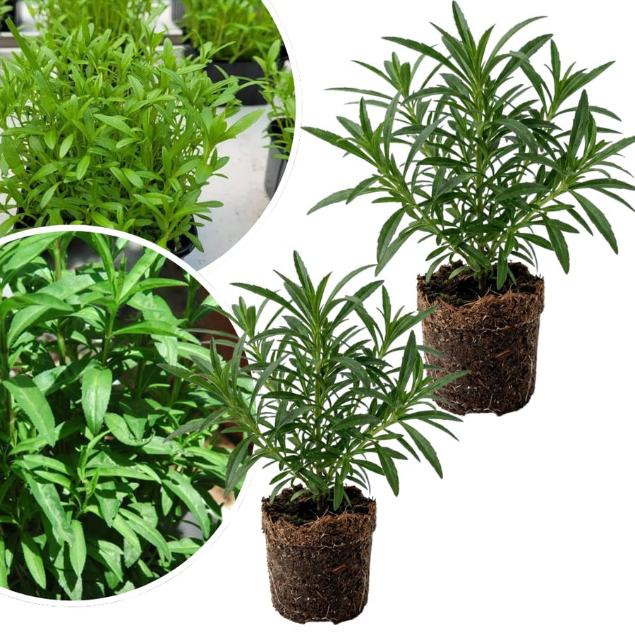 2 Mexican Tarragon Live Plant, 4-6 Inches Tall, Culinary Herb, Well Rooted Mexican Tarragon Plant for Herb Gardens and Containers