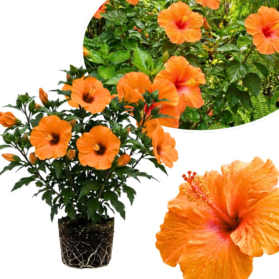 Orange Hibiscus Plant Live, Well-Rooted Hibiscus Flowers, 5-7 Inches Tall, Tropical Flowering for Indoor Outdoor Planting