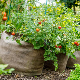 Cherry Red Tomato Plant Live, Tomato Plant Live for Planting, Well Rooted, 8-10 Inc Tall, Sweet Tomatos Seedling for Indoor Outdoor Growing