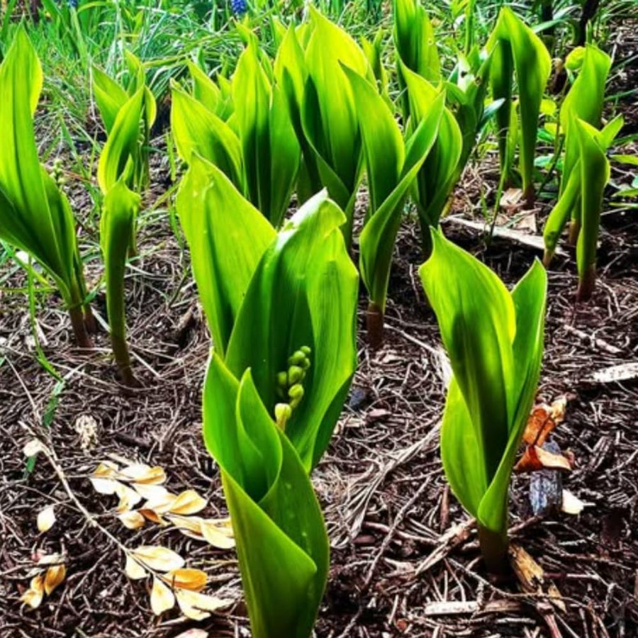 10 Lily of The Valley Roots, Perennial Lily Flower Plant, Lily of The Valley Rhizomes Garden Indoor Outdoor