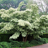 White Kousa Dogwood Tree Live Plant 1 Year Old in Quart Pot, 6-12" in Tall, Dormant in Winter, Spring Blooms