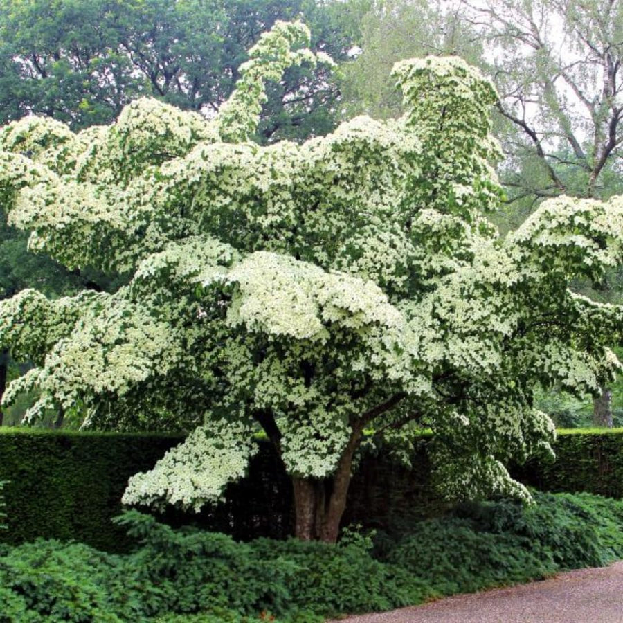 White Kousa Dogwood Tree Live Plant 1 Year Old in Quart Pot, 6-12" in Tall, Dormant in Winter, Spring Blooms
