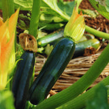 2 Green Zucchini Plants Live, 5-9 Inches Tall, Squash Vegetable Plant for Home Garden, Easy to Plant and High Yields