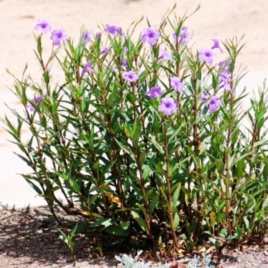 2 Mexican Petunias Live Plants - Petunia Plants Live, Live Petunia Plants Outdoor - Zone 8 to 11, Size 4 to 7 Inch Tall, Purple