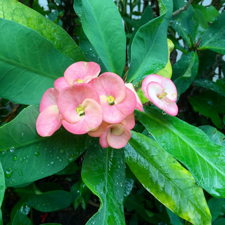 Crown of Thorns Plant, Euphorbia Milii Plant Live, Crown of Thorns Cactus Plant 4 to 7 Inches Height No Pot, Live Cactus Plant Indoor (Light Pink)