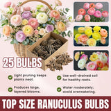 Ranunculus Bulbs, 25 Ranunculus Bulbs, French Peony Style Buttercup Corms, Spring Blooming Garden Flowers, Vibrant Flower Plant (Mix Ranunculus)
