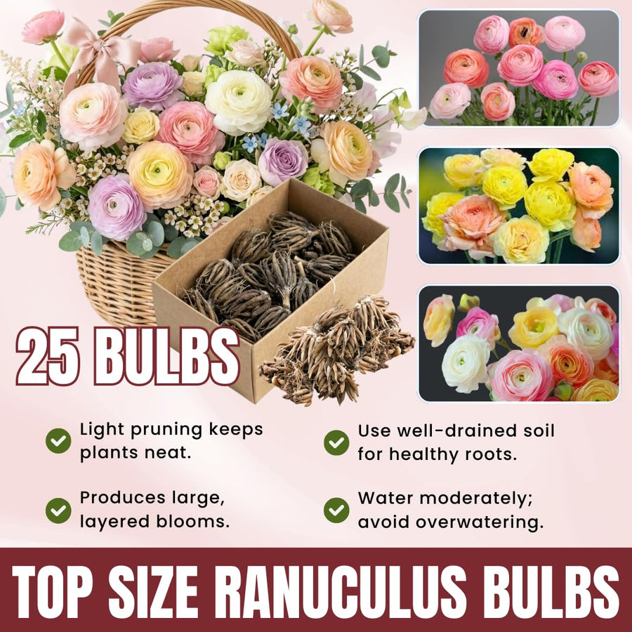 Ranunculus Bulbs, 25 Ranunculus Bulbs, French Peony Style Buttercup Corms, Spring Blooming Garden Flowers, Vibrant Flower Plant (Mix Ranunculus)