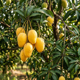 Live Mango Tree 22-26'' Tall in 1 Gallon Pot, Tropical Sweet Fruit Tree, 2 Ft Young Plant, Ready to Grow Outdoor