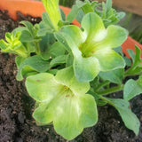 2 Petunia Live Plants, Pistachio Cream Petunia Flowers, Live Petunias Plants Outdoor Indoor, 5-9 Inch Tall