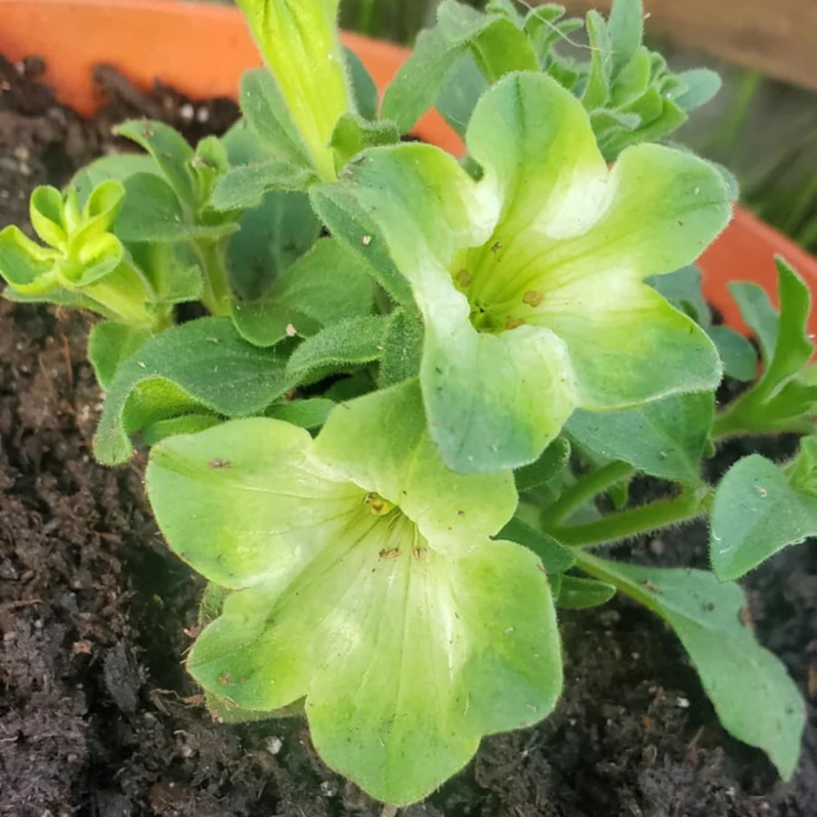 2 Petunia Live Plants, Pistachio Cream Petunia Flowers, Live Petunias Plants Outdoor Indoor, 5-9 Inch Tall