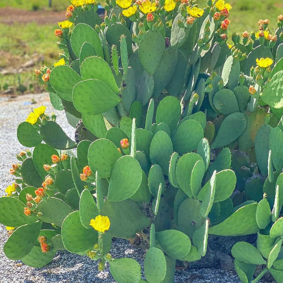 Prickly Pear Cactus, Green Prickly Pear Cactus Plant Live in 4 Inc Potted