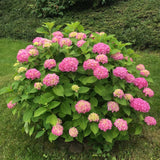 Pink Hydrangea Plant, 5 to 7 Inch Tall Hydrangea Plants Live, Without Pot, Change Color Flowers Hydrangeas Bush Plant Outdoor Shade Garden, Colorful Flowers
