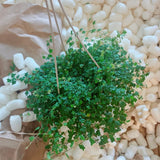 Succulent Plant Live, Trailing Houseplant, Indoor Green Foliage Plant in 4 Inch Pot (String of Frogs)