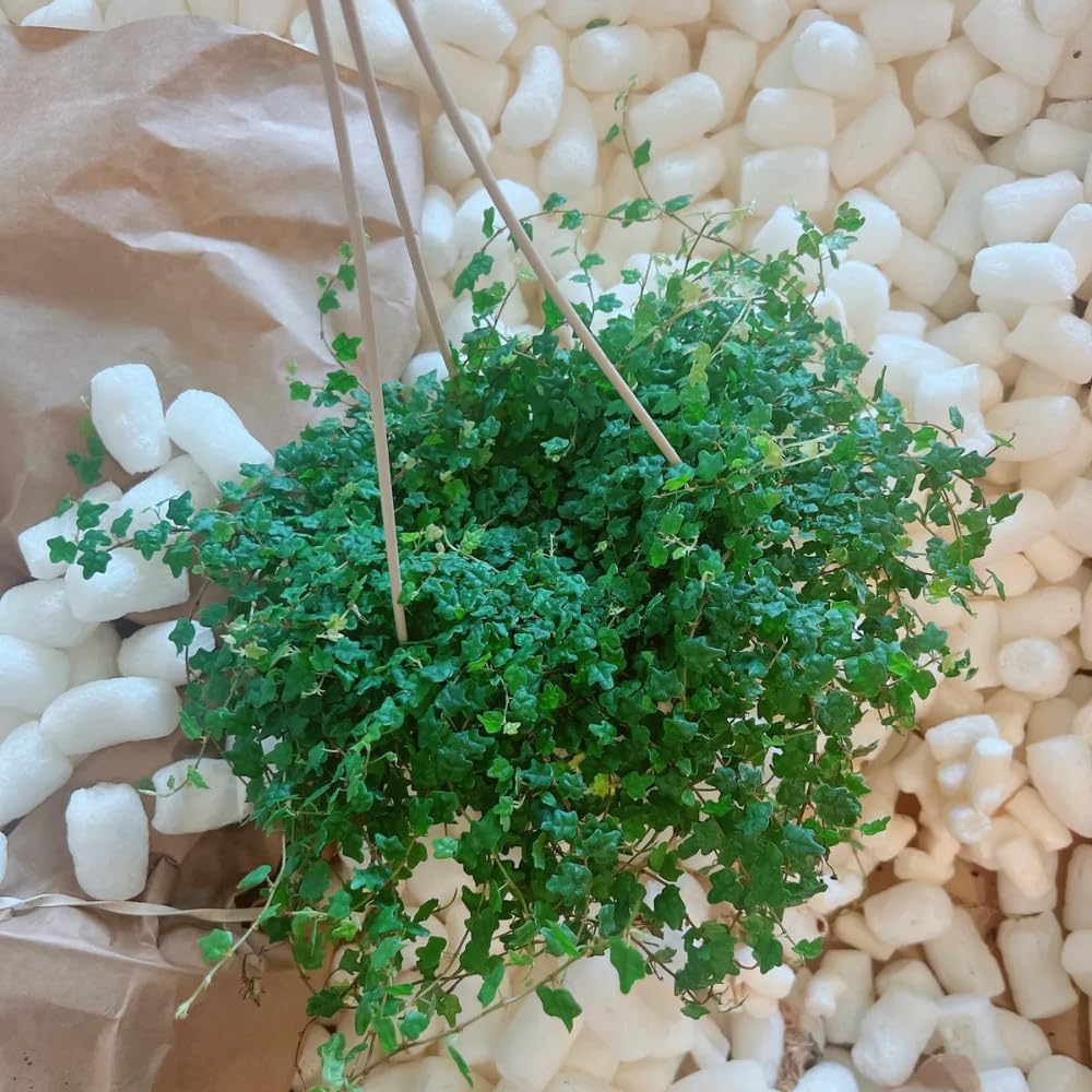 Succulent Plant Live, Trailing Houseplant, Indoor Green Foliage Plant in 4 Inch Pot (String of Frogs)