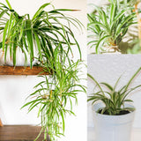 Spider Plant Live, Curly Spider Houseplant, 4-7 Inches Tall, for Indoor or Outdoor Growing