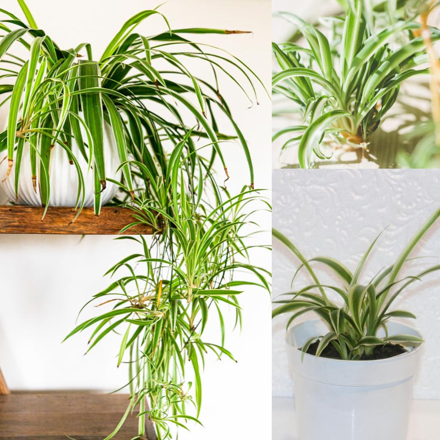 Spider Plant Live, Curly Spider Houseplant, 4-7 Inches Tall, for Indoor or Outdoor Growing