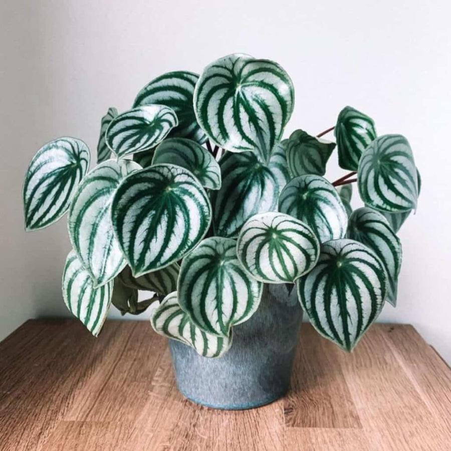Watermelon Peperomia Live Plant, Houseplant Peperomia in 4 Inc Pot, Green Sliver Leaves