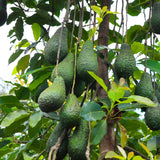 2 HASS Avocado Trees Live Plants Seedling, 5-10" in Tall, Cold Hardy Avocados Plant Tropical, HASS Avocado Plant Stater Size