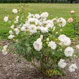 Bright White Climbing Rose Live Plant, Fragrant Rose Bush Ready to Plants, Zone 5 to 9, Size 5 to 7 Inches and Bare Root