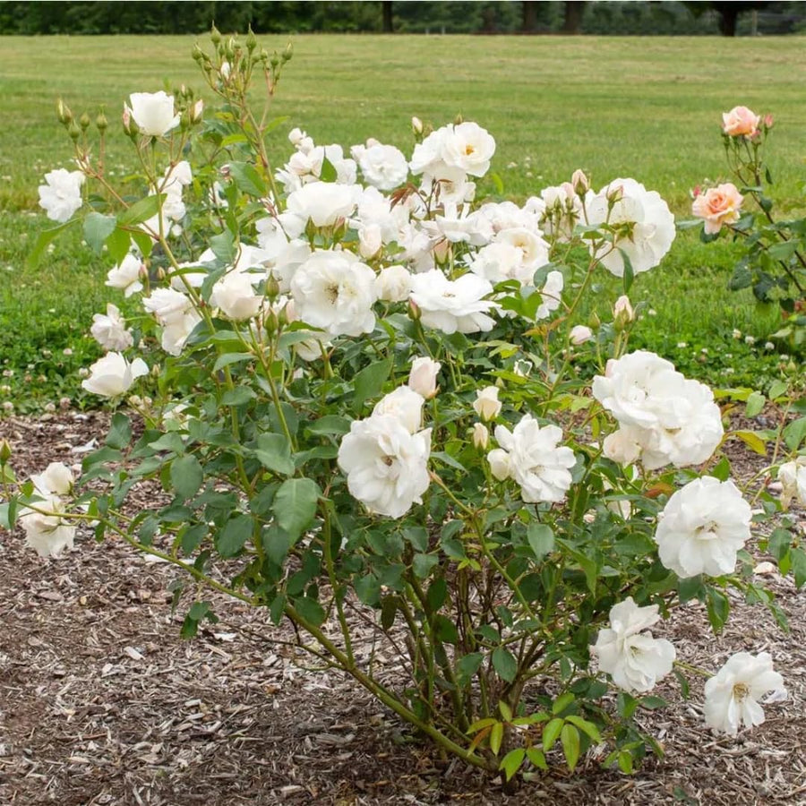 Bright White Climbing Rose Live Plant, Fragrant Rose Bush Ready to Plants, Zone 5 to 9, Size 5 to 7 Inches and Bare Root