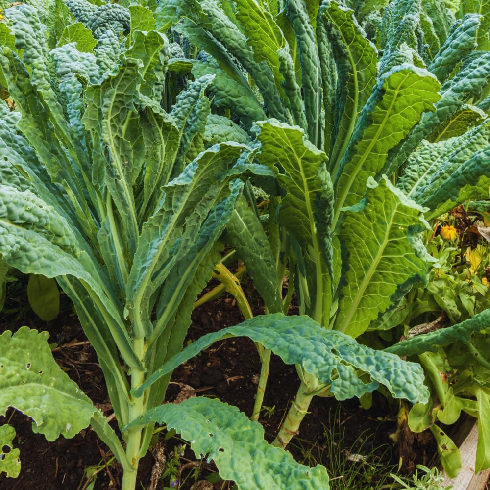 2 Kale Plants Live, Vegetable Live Plant, Kale Live Plant Pot, 3 to 5 Inc Tall, Perennial Hardy Vegetable Plants