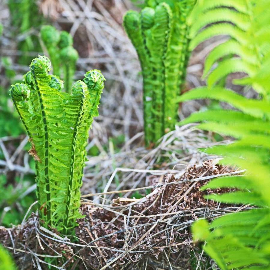 Set 10 Ostrich Fern Rhizomes, Ferns Starter Roots, Perennial Fern Plants, Ready to Grow