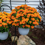 Chrysanthemum Plants Live Tree Well Rooted, 4 to 6 Inches Tall, Mums Plants Live, 2 Plants for The Patio and Garden (Orange)