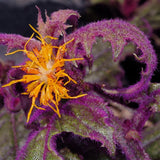 Gynura Plant Live, Purple Velvet Plant, Purple Passion Plants, 4in Potted, Indoor or Outdoor Planting