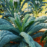 Kale Plant Live, Vegetable Live Plant, Kale Live Plant Pot, 4 Inc Potted