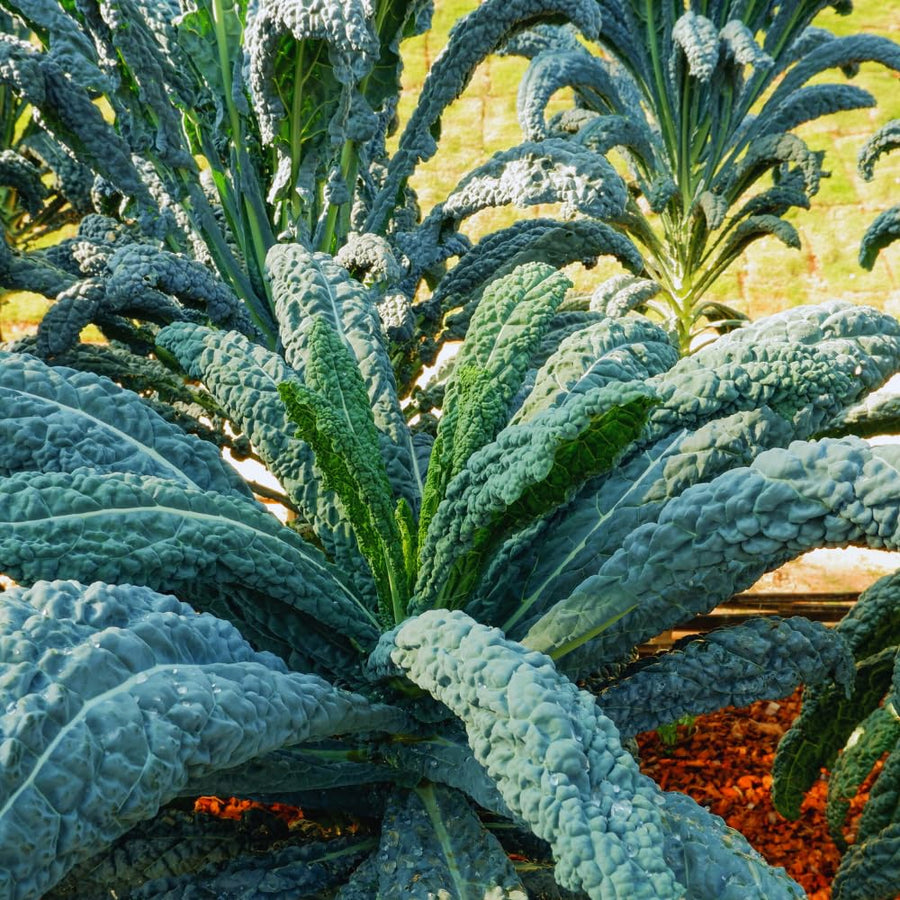 Kale Plant Live, Vegetable Live Plant, Kale Live Plant Pot, 4 Inc Potted
