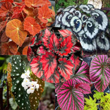 Set 3 Begonias Live Plants, Random Mix Color Leaf, No Pot, Starter 4 to 8 Inc Tall, Indoor Outdoor Houseplant