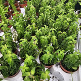 YOKEBOM 1 Aeschynanthus Curly Lipstick Vines 3 Inc Pot, Twisted Lipstick Plants Live for Planting