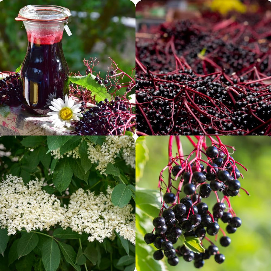 Elderberry Bush Live Plant, 1.5-2.5 Ft Tall, Sweet Fruit Tree, Elderberry Plants Live for Planting, Cold Hardy, 1 Gal Pot